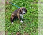 Small #1 Labrador Retriever Mix