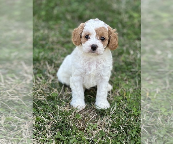 Medium Photo #5 Cavapoo Puppy For Sale in GREENVILLE, MO, USA