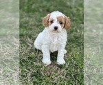 Small Photo #5 Cavapoo Puppy For Sale in GREENVILLE, MO, USA