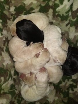 Medium Photo #2 Labrador Retriever Puppy For Sale in OLYMPIA, WA, USA