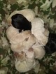 Small Photo #2 Labrador Retriever Puppy For Sale in OLYMPIA, WA, USA