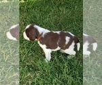 Small Photo #10 English Springer Spaniel Puppy For Sale in TENINO, WA, USA