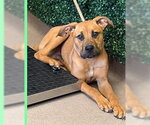 Small #2 Labrador Retriever Mix