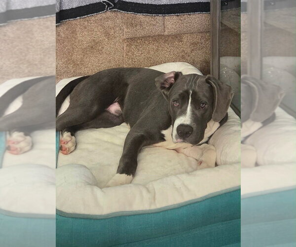 Medium Photo #3 Mutt Puppy For Sale in Wenonah, NJ, USA