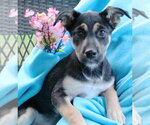 Small #1 German Shepherd Dog Mix