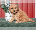 Small #2 Goldendoodle (Miniature)