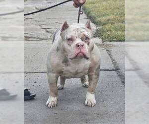 American Staffordshire Terrier Dogs for adoption in Belleville, MI, USA