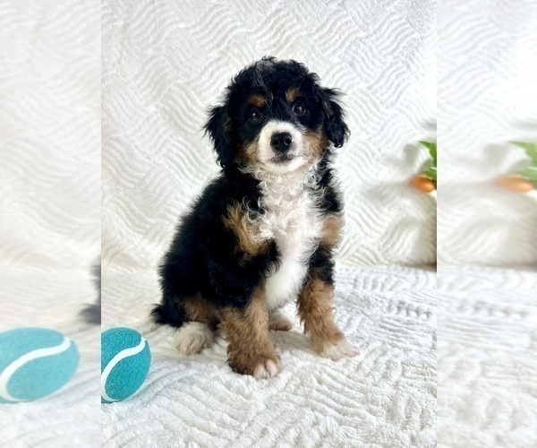 Medium Photo #2 Miniature Bernedoodle Puppy For Sale in GREENFIELD, IN, USA