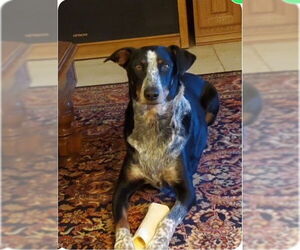 Annagret - Female Doberman Pinscher-Unknown Mix Dog for Adoption - Photo #3