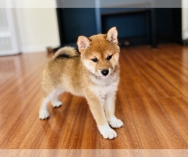Medium Photo #41 Shiba Inu Puppy For Sale in FREMONT, CA, USA