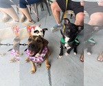 Small Photo #20 American Staffordshire Terrier-Unknown Mix Puppy For Sale in Holly Springs, NC, USA