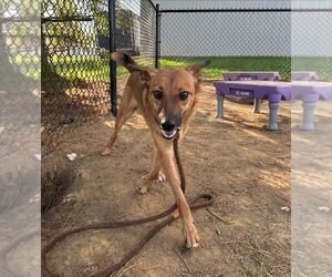 Australian Shepherd-pomeranian spitz Mix Dogs for adoption in Evansville, IN, USA