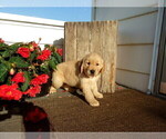 Small Photo #16 Golden Retriever Puppy For Sale in SUGARCREEK, OH, USA