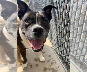 Mutt Dogs for adoption in Boise, ID, USA