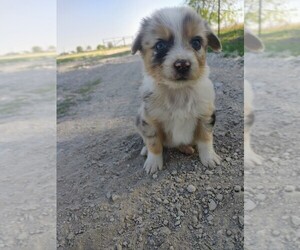 Australian Shepherd Puppy for sale in TAYLOR, TX, USA