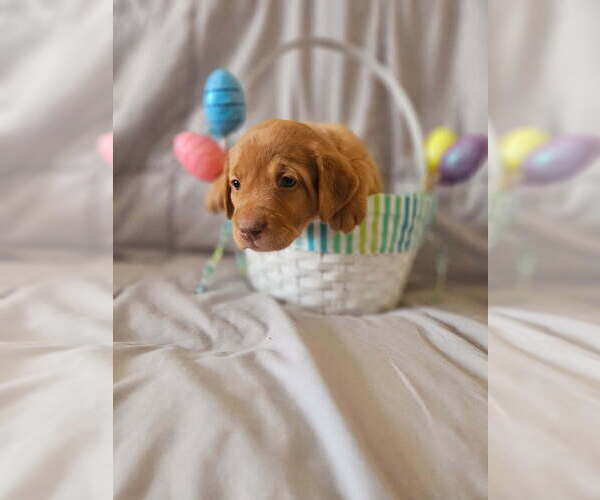 Medium Photo #13 Labrador Retriever Puppy For Sale in BUFFALO, NY, USA