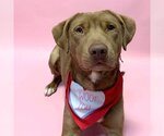 Small Labrador Retriever Mix