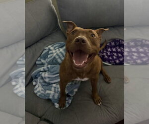 Mutt Dogs for adoption in Oakhurst, NJ, USA