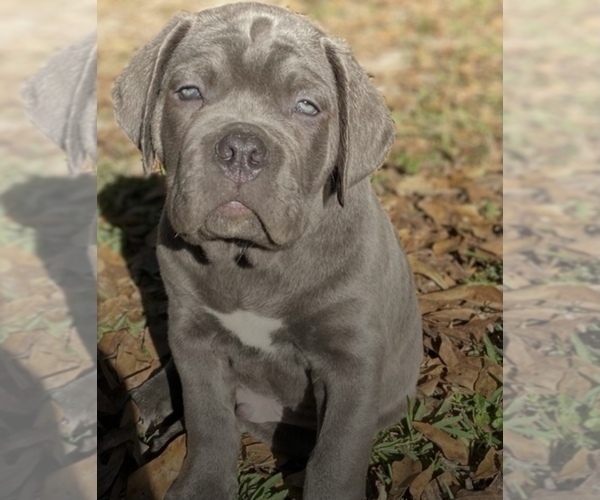 Full screen Photo #1 Cane Corso Puppy For Sale in FLORENCE, MS, USA