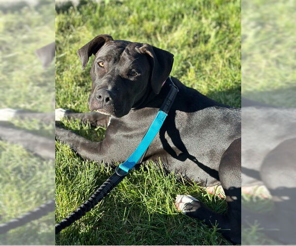 Medium Photo #1 Staffordshire Bull Terrier-Unknown Mix Puppy For Sale in Ogden, UT, USA