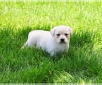 Small #10 Labrador Retriever