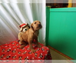 Small Photo #5 Labrador Retriever-Poodle (Toy) Mix Puppy For Sale in PATERSON, NJ, USA