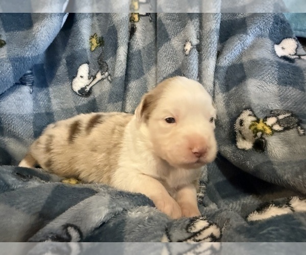 Medium Photo #8 Australian Shepherd Puppy For Sale in EUSTIS, FL, USA