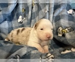 Small Photo #8 Australian Shepherd Puppy For Sale in EUSTIS, FL, USA