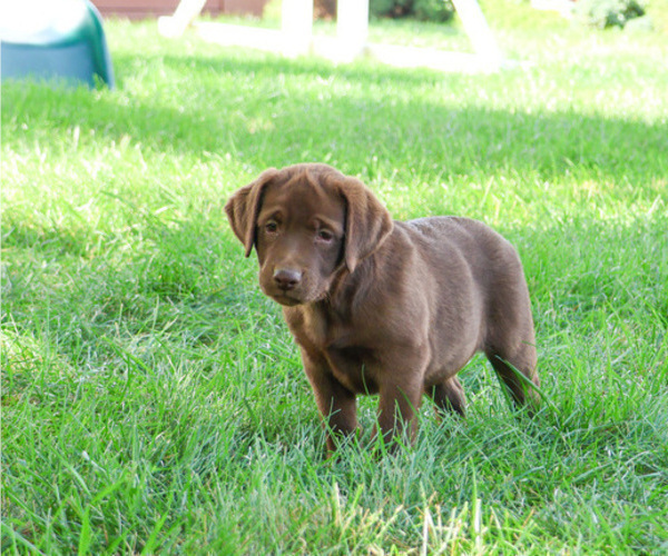 Medium Photo #12 Labrador Retriever Puppy For Sale in SYRACUSE, IN, USA