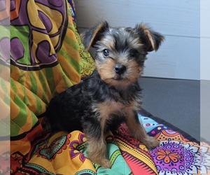 Yorkshire Terrier Puppy for Sale in OLIN, North Carolina USA