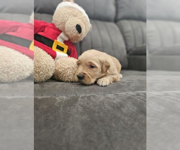 Medium Photo #12 Golden Retriever Puppy For Sale in SACRAMENTO, CA, USA