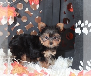 Yorkshire Terrier Puppy for Sale in MOUNT VERNON, Ohio USA