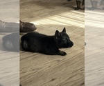 Small Photo #5 German Shepherd Dog Puppy For Sale in COSHOCTON, OH, USA