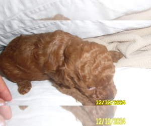 Poodle (Toy) Puppy for sale in DULUTH, GA, USA