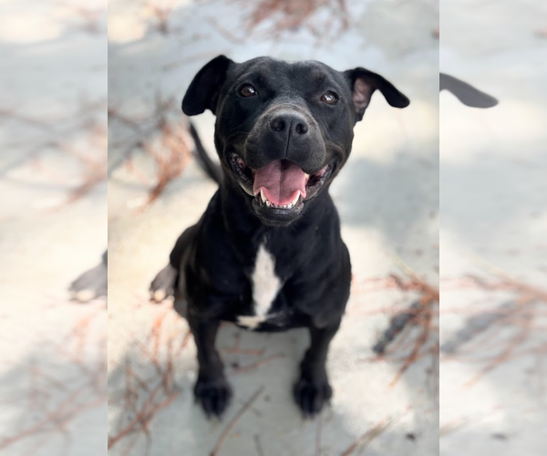 Medium Photo #1 American Pit Bull Terrier-Unknown Mix Puppy For Sale in Oakhurst, NJ, USA
