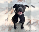 Small American Pit Bull Terrier Mix