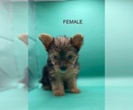 Small #9 Yorkshire Terrier