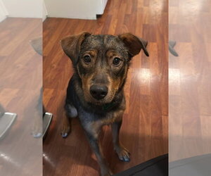 Australian Shepherd-German Shepherd Dog Mix Dogs for adoption in Davis, CA, USA
