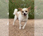 Small #2 Chihuahua Mix