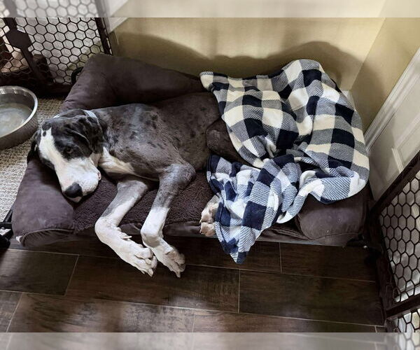 Medium Photo #3 Great Dane Puppy For Sale in Bullard, TX, USA