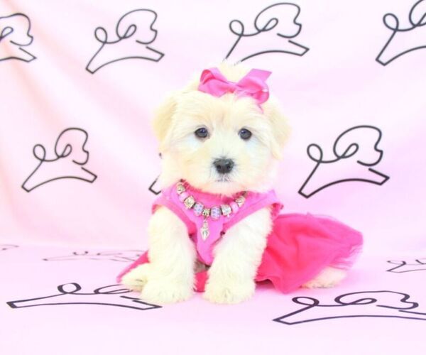Medium Photo #1 Mal-Shi Puppy For Sale in LAS VEGAS, NV, USA