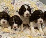 Small English Springer Spaniel