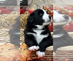 Small Photo #6 Bordernese Puppy For Sale in LATROBE, PA, USA