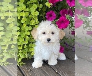 Havanese Puppy for sale in CANOGA, NY, USA