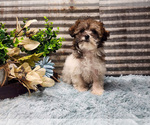 Small Photo #9 Havapoo Puppy For Sale in CAPAC, MI, USA