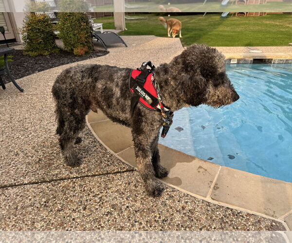 Medium Photo #5 Aussiedoodle Puppy For Sale in McKinney, TX, USA