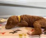 Small Photo #55 Goldendoodle Puppy For Sale in NORTH SCITUATE, RI, USA