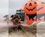 Small Photo #2 Yorkshire Terrier Puppy For Sale in BELLEVILLE, IL, USA