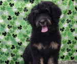 Small Photo #3 Bernedoodle Puppy For Sale in BLAKESBURG, IA, USA