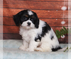 Cava-Tzu Puppy for sale in PENNS CREEK, PA, USA